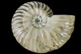Cut & Polished Ammonite Fossil (Half) - Agate Replaced #146225-1